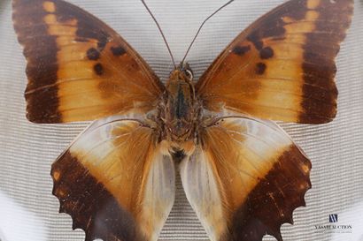 Cadre circulaire bombé contenant un papillon.

Diam....