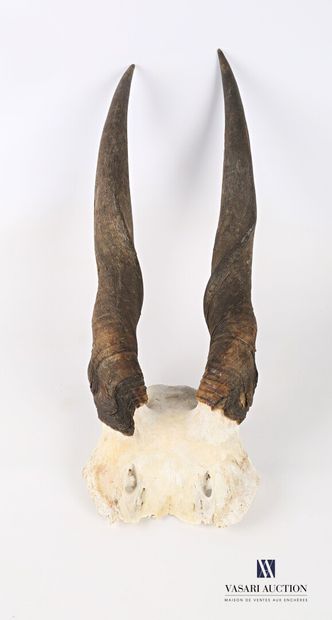 Frontal d'eland du cap (Taurotragus oryx,...
