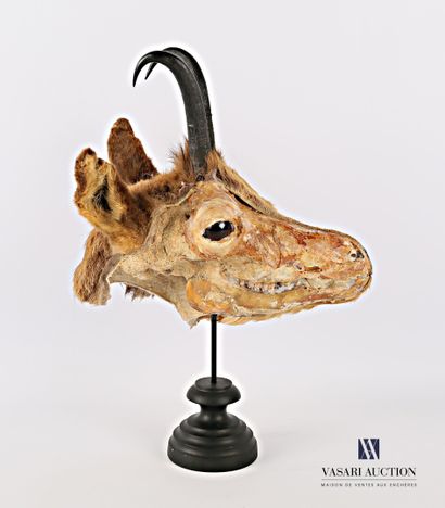 Ecorché de tête de chamois (Rupicapra rupicapra,...