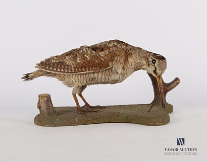 
Bécasse (Scolopax scolopax,pré règlementation)...