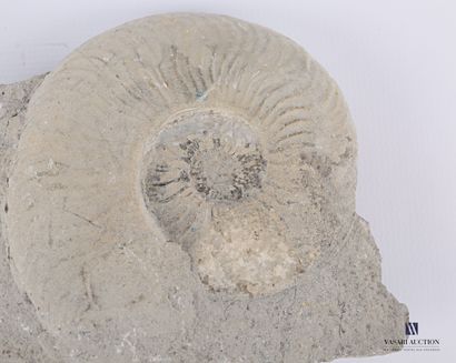 Ensemble de deux ammonites fossilisées.

Long....