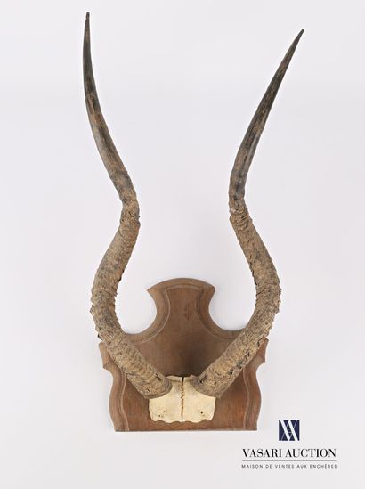 Frontal d'addax (Addaxx nasomaculatus, non...