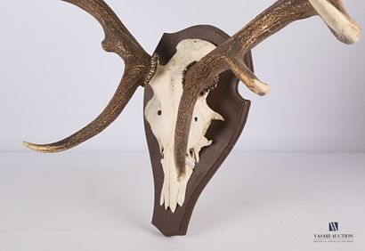 Massacre de cerf élaphe (Cervus elaphus,...
