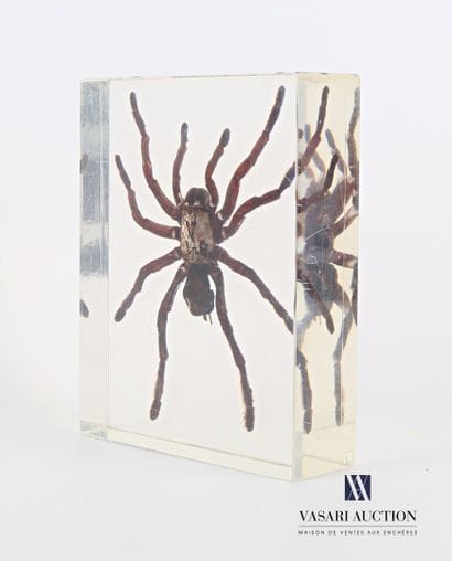 Mygale (Mygalomorphae spp.) en inclusion...