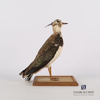 
Vanneau huppé (Vanellus vanellus, pré règlementation)...