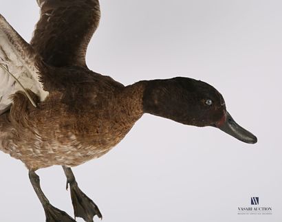 
Canard en envol (Anas sp. ??, pré règlementation)...