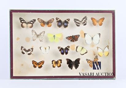 Boîte entomologique vitrée contenant dix-huit...