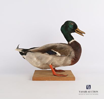 Canard colvert mâle (Anas platyrhynchos,...