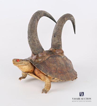 Chimère sur base de tortue de Floride (Trachemis...