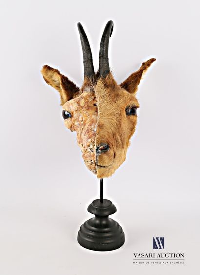 Ecorché de tête de chamois (Rupicapra rupicapra,...