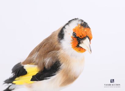 Chardonneret élégant branché (Fringillidae...