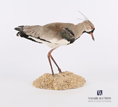 Vanneau téro (Vanillus chilensis, non réglementé)...