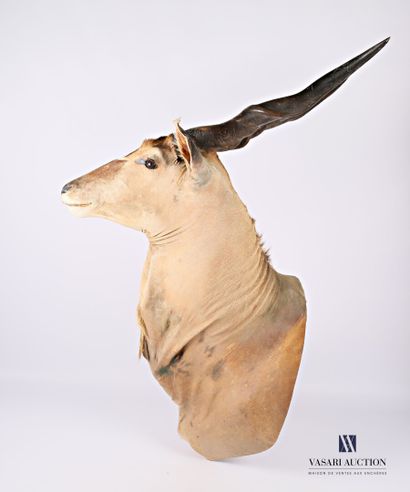 Tête en cape d'éland de Derby (Taurotragus...