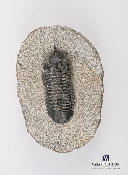 Fossile de trilobite (Trilobitea spp.) dans...