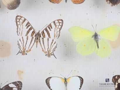 Boîte entomologique vitrée contenant dix-huit...
