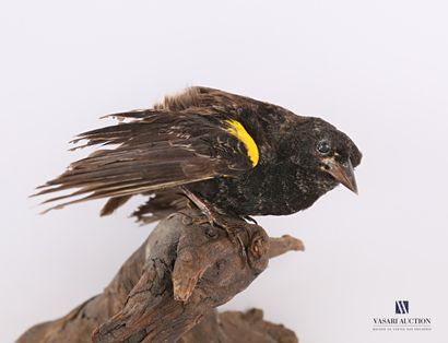 
Carouge à épaulettes jaunes (Agelaius phoeniceus,...