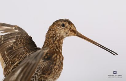 
Bécassine des marais (Gallinago gallinago,...