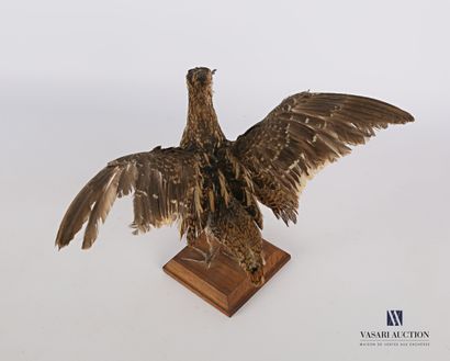 
Bécassine des marais (Gallinago gallinago,...