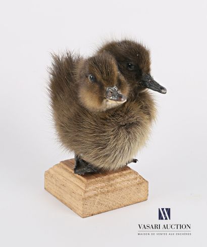 Caneton bicéphale (Anas platyrhynchos domesticus,...