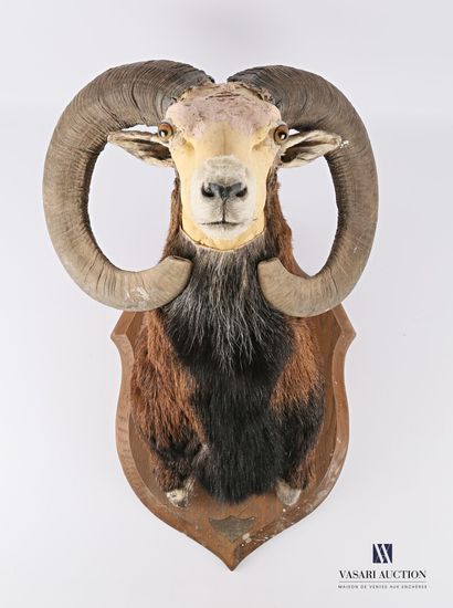 Coupe d'étude de taxidermie de tête de mouflon...