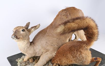 Chevrette (Capreolus capreolus, non réglementé)...