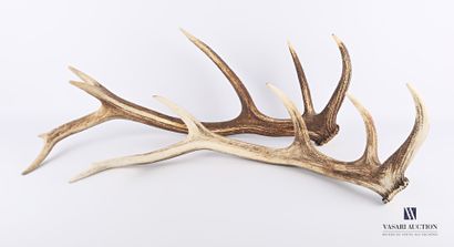 Ensemble de deux mues de cerf élaphe (Cervus...