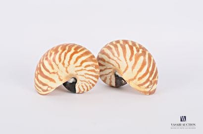 
Ensemble de deux nautiles ( Nautilus sp.,...