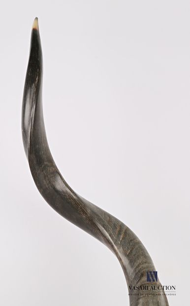 Corne de grand koudou (Tragelaphus strepticeros,...