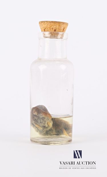 Musaraigne (Sorex araneus, non réglementé)...