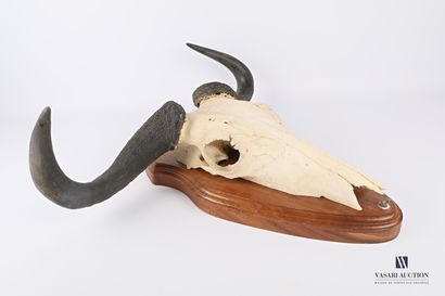 Massacre de gnou bleu (Conochaetes taurinus,...