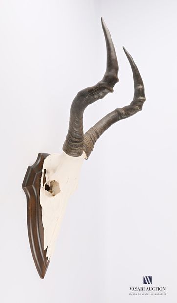 Massacre de bubale roux (Alcelaphus buselaphus,...