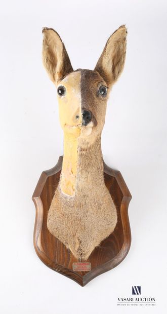 Tête en cape de chevrette (Capreolus capreolus,...