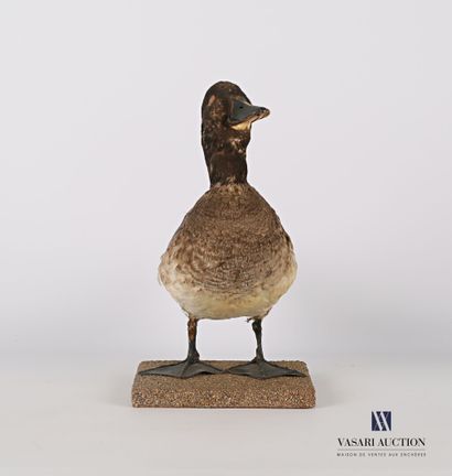 
Canard (Anas pré règlementation) sur socle.




(usures)




Haut....