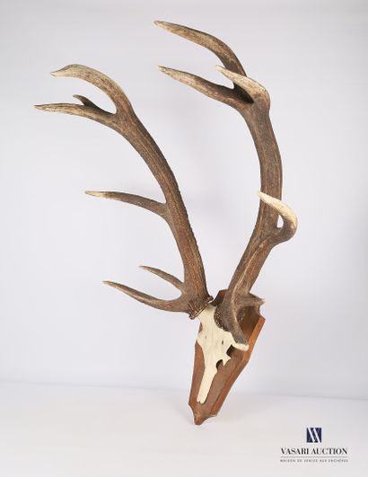 Massacre de cerf élaphe à douze cors régulier...