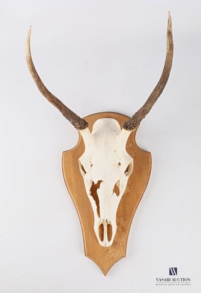 Massacre de daguet (Cervus elaphus, non réglementé)...