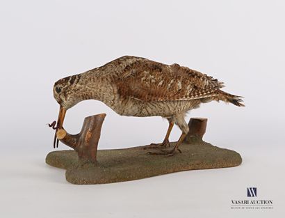 
Bécasse (Scolopax scolopax,pré règlementation)...