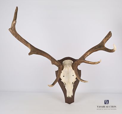 Massacre de cerf élaphe (Cervus elaphus,...