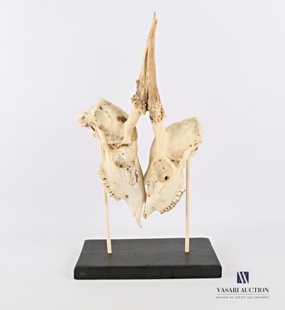 Deux crânes de daguet de cerf élaphe (Cervus...