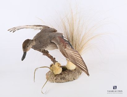 
Cane chipeau (Mareca strepera, pré règlementation)...