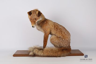 Renard assis (Vulpes vulpes, non réglementé)...
