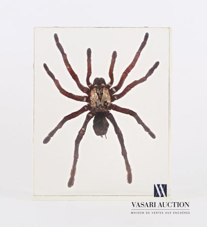 Mygale (Mygalomorphae spp.) en inclusion...