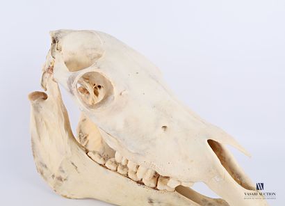 Crâne de zèbre (Equus quagga bohemi, non...