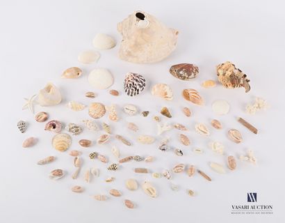 Ensemble de quatre-vingt coquillages.

Long....