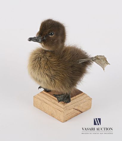 Caneton quadripode (Anas platyrhynchos domesticus,...