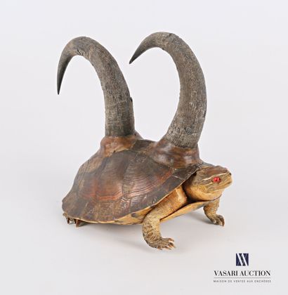 Chimère sur base de tortue de Floride (Trachemis...