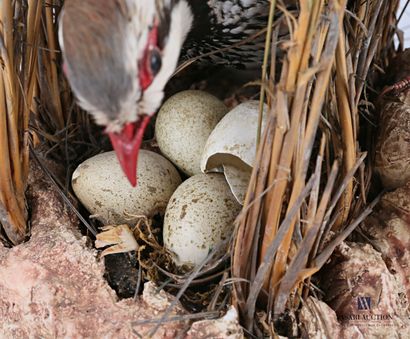 Paire de perdrix rouge dont une couveuse...