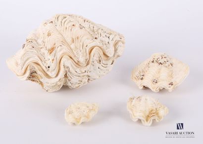 
Ensemble de quatre bénitiers (Tridacna gigas,...