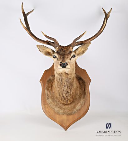 Tête de cerf élaphe (Cervus elaphus, non...