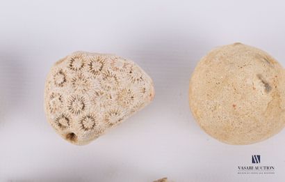 Ensemble de cinq oursins fossilisés.

Diam....