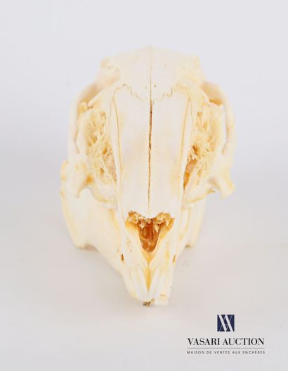 Crâne complet de lapin (Oryctolagus cuniculus,...
